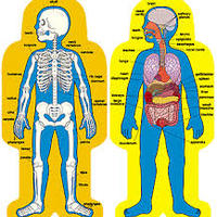 Human Body - Primary