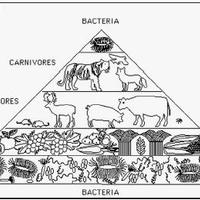 How ecosystems work