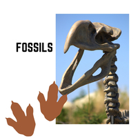 Fossils LiveBinder
