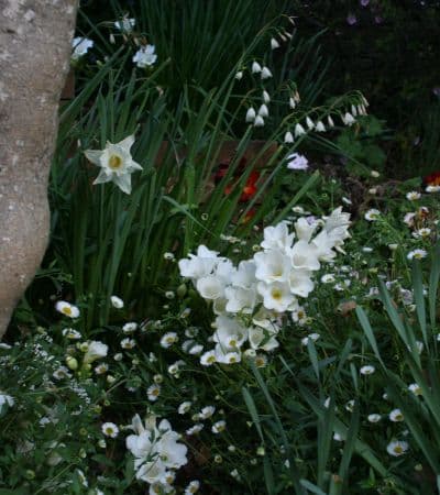 White bulbs in the garden